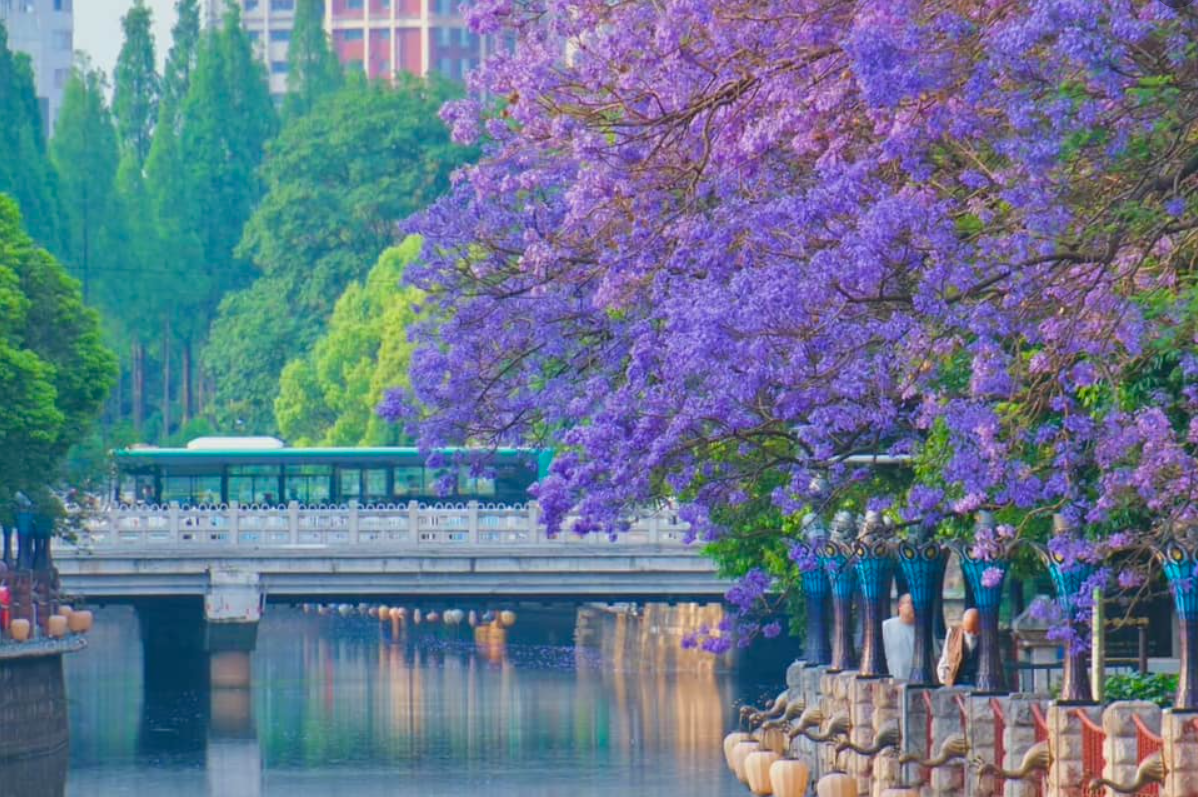 Côn Minh bước vào mùa hoa phượng tím rực rỡ như ở Pretoria Nam Phi