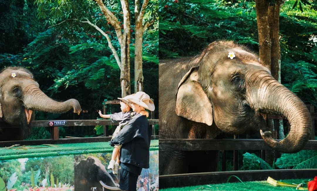 Thung lũng Voi hoang dã Tây Song Bản Nạp - Hành trình gặp gỡ voi châu Á giữa rừng nhiệt đới